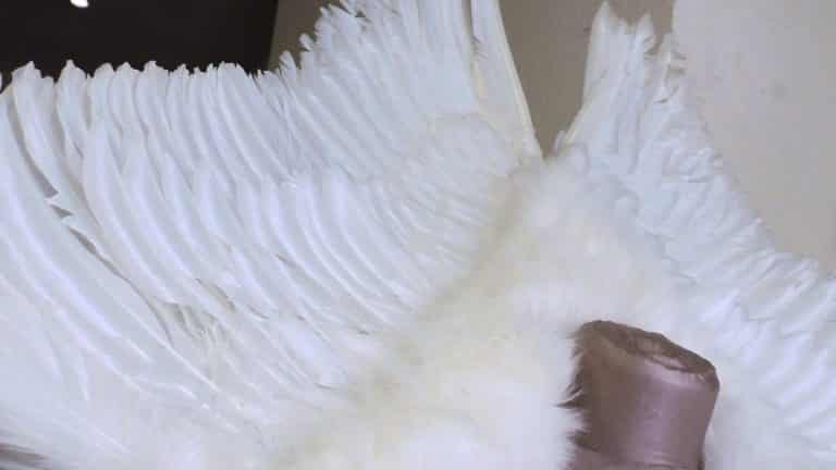 Des robes de mariées