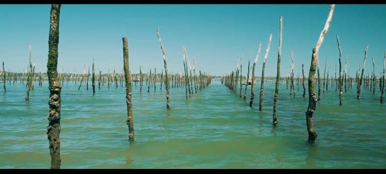 degustation-huitre-cap ferret