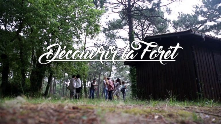 Visiter la forêt de La Teste de Buch