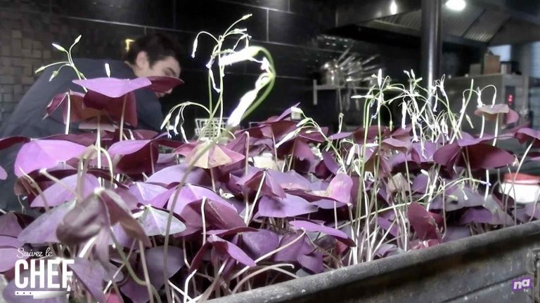 restaurant-son-bordeaux