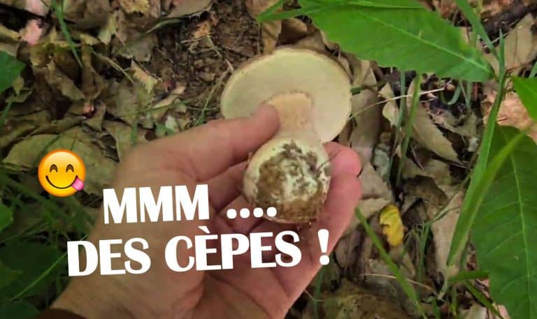 cepes bordeaux