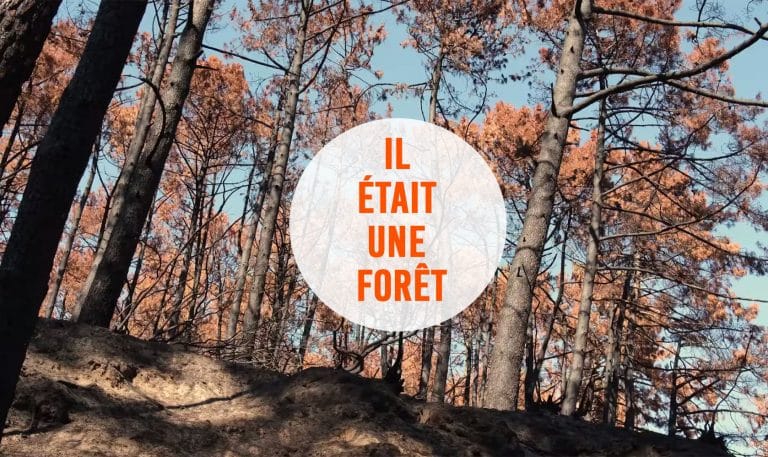 faire une cabane en forêt