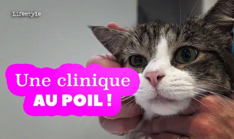 veterinaire bassin arcachon